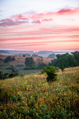 A Tranquil Morning View of a Field with Tall Grass and Flowers and a Thin Coniferous Tree against a Pink and Orange Sky.