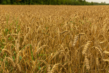 Ears of wheat or rye in the field in autumn