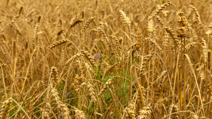 Ears of wheat or rye in the field in autumn