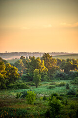 Obraz premium A Splendid Sunrise over a Serene Field of Wildflowers and a Lone Coniferous Tree. Fog over the forest . Green trees in forest . Summer landscape . Summer morning in the field 