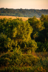 A Splendid Sunrise over a Serene Field of Wildflowers and a Lone Coniferous Tree. Fog over the forest . Green trees in forest . Summer landscape . Summer morning in the field 
