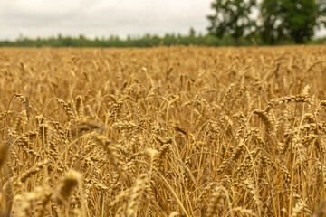 Ears of wheat or rye in the field in autumn