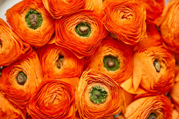  Persian buttercup. Bunch of orange ranunculus flowers on light gray background. Vase on vintage wooden table. Spring background, flower Wallpaper.