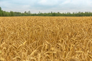 Ears of wheat or rye in the field in autumn