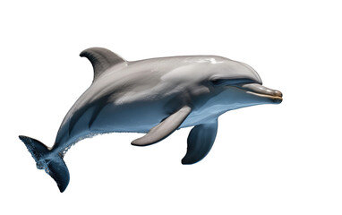 Beautiful Dolphin Fish Isolated on Transparent Background PNG.