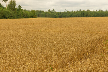 Ears of wheat or rye in the field in autumn