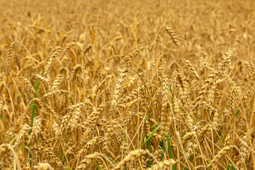Ears of wheat or rye in the field in autumn