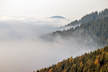 Misty mountain landscape with coniferous trees in the foreground.