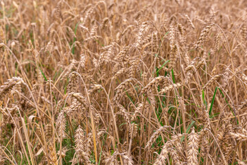 Ears of wheat or rye in the field in autumn