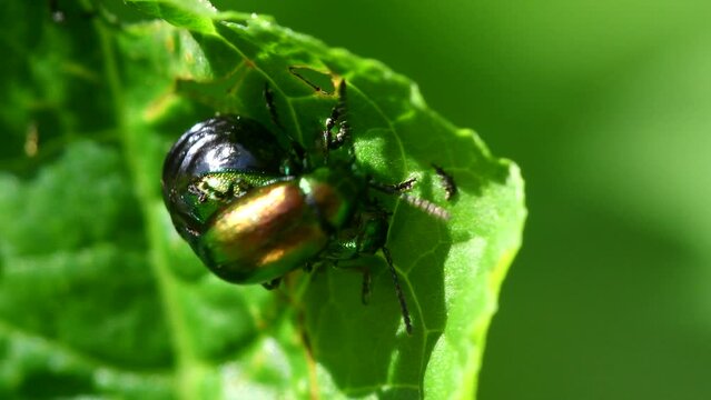 Green Dock Beetles (Gastrophysa viridula) mating, England, United Kingdom, Europe