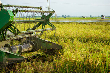 Automatic rice harvester machine is being used to harvest the fields and it is ripe and yellow in harvest season. Combine Harvester Speed up and simplify the work. Cutting automatically. 