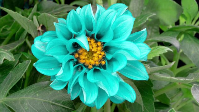 4K Time lapse of blooming Flower. Beautiful blue Dahlia opening up. Timelapse of growing blossom big flower on green leaves background. Top view.