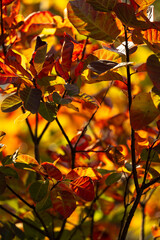 Autumn leaves in the Albanian Alps