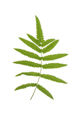 White Isolated green fern leaf