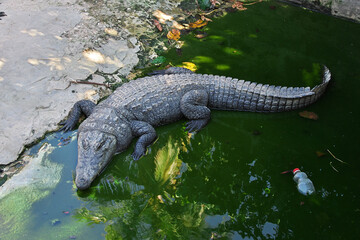 Crocodile in the village on Casamance river, Ziguinchor Region, Senegal, West Africa