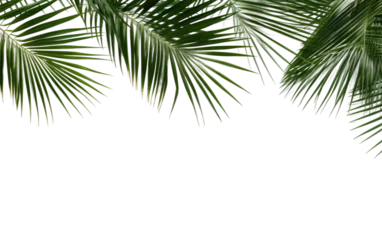 Tuinposter Green Palm Leaves Border Isolated on Transparent Background PNG. © Haider