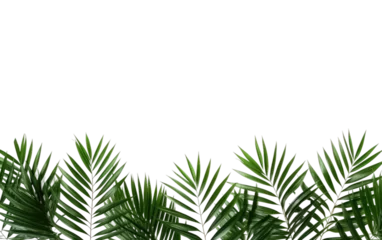 Deurstickers Stunning Green Palm Leaves Isolated on Transparent Background PNG. © Haider