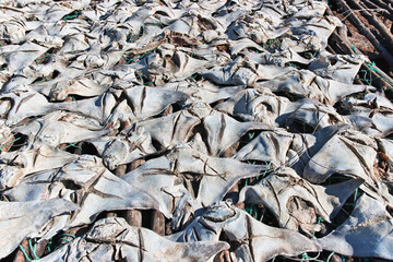 Dry fish in the village on Casamance river, Ziguinchor Region, Senegal, West Africa