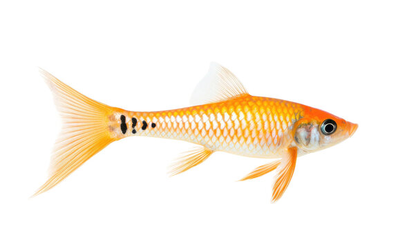 Stunning Cute Swordtail Fish Isolated on Transparent Background PNG.