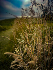 grass and sky