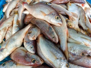 Fresh Mackerel Piled Up On A Trader's Table At A Traditional Indonesian Market
