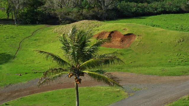 Palm Tree And Massive Footprint In Tropical Hill