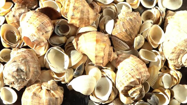 Sea shells on the beach. Summer background. Rapan conch shell top view. Beige light color. Aesthetic minimalism. Nature beauty. Mixed multi colorful seashells. Ocean coast. Seashell sun light
