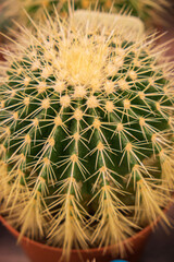 Cactus plant in pot. Cactuses in the garden.