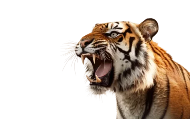 Deurstickers Roaring Tiger 3D Cartoon Closeup Isolated on Transparent Background PNG. © Haider