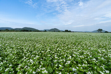 field of buckwheat flowers