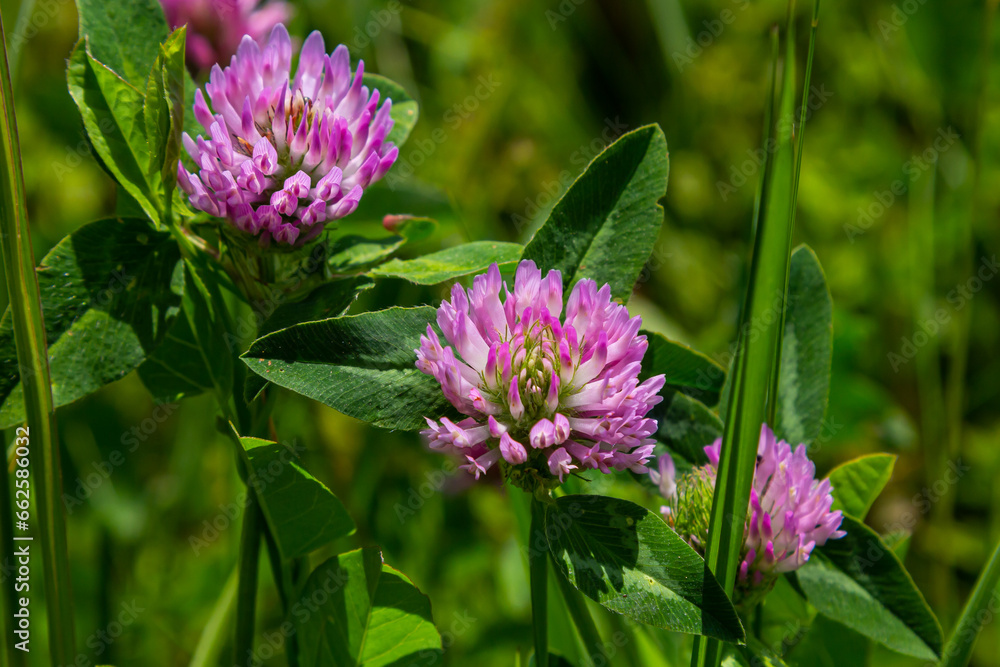 Wall mural Trifolium pratense, red clover. Collect valuable flowers fn the meadow in the summer. Medicinal and honey-bearing plant, fodder and in folk medicine medically sculpted wild herbs