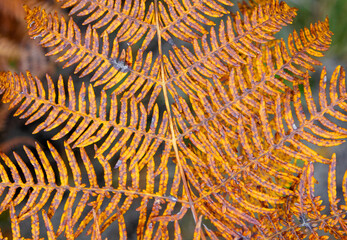 A close-up of a withered, yellowed fern leaf