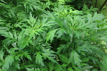 Mugwort growing in a shady garden