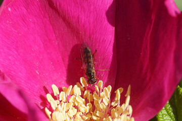 Closeup purple burnet rose Rosa spinosissima (Rosa spinosissima) with hoverfly Melanostoma scalare,...