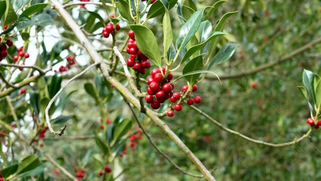 A bunch of beautiful ripe red Holly berries on a branch with green foliage. Ilex aquifolium