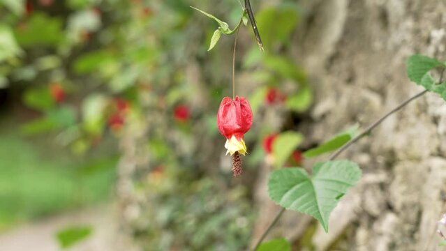 Abutilon megapotamicum or Callianthe megapotamica red flower in in the village garden