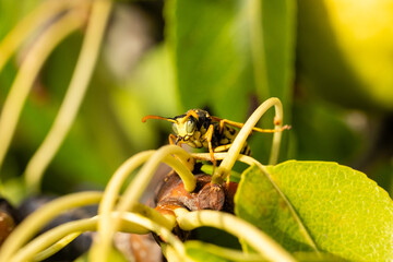 Wasp resting on the branches and leaves of a pear tree in a field in Salamanca, Spain