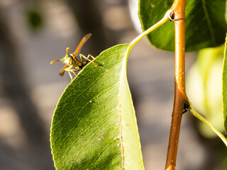 Wasp resting on the branches and leaves of a pear tree in a field in Salamanca, Spain