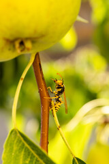 Wasp resting on the branches and leaves of a pear tree in a field in Salamanca, Spain