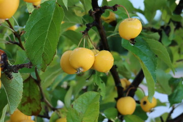 oranges on tree