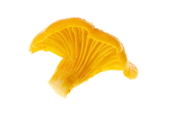 Yellow chanterelle mushrooms isolated on white background - obrazy, fototapety, plakaty