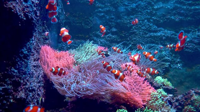 Red and white striped fish clown. Fish swim among algae and coral reefs. Ocean floor. Sea life. Shoal of clownfish. Nature background. Under water wild life.