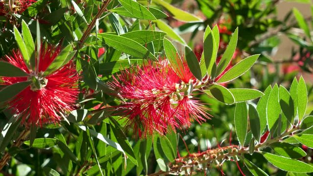 Red bottlebrush flower closeup in sunny day. Callistemon citrinus