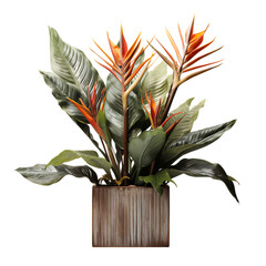 Bird of Paradise in Planter Isolated on Transparent or White Background, PNG - obrazy, fototapety, plakaty