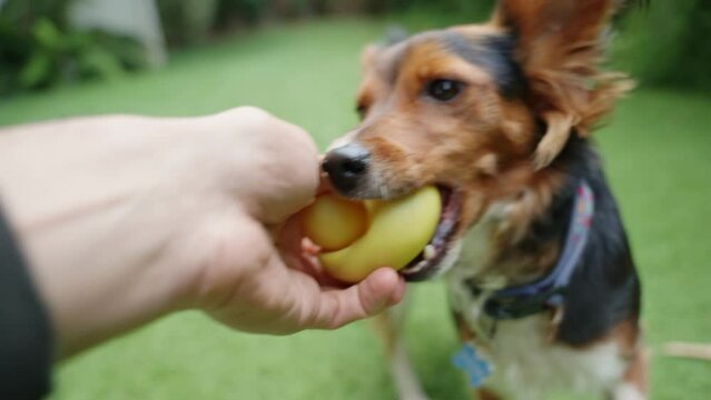 Point of view of dog owner as cute small dog refuse to give its squeaky toy. Small furry brown dog playing and teasing owner in backyard outdoor garden or dog park. Funny biting hard on rubber duck