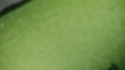 Small tricolor furry dog playing with orange tennis ball in backyard with owner. Playful and cute doggie jumping high to catch tennis ball. Point of view of owner - canine playing in dog park