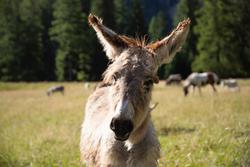 Obraz premium A donkey in the wonderful landscape of the Dolomites mountains, South Tyrol, Italy