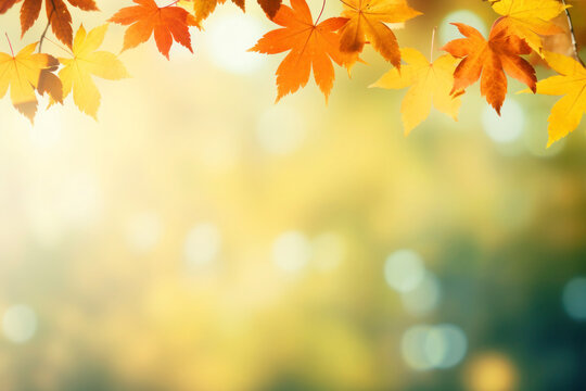 Border fall maple leaves on autumn blurred background in golden hour, Copy space