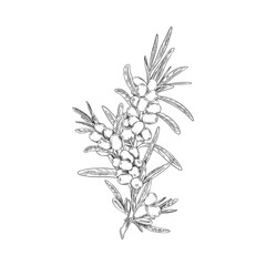 Engraved sea buckthorn hand drawn vector, branch with berries and leaves, summer fruit, natural healthy vitamin food
