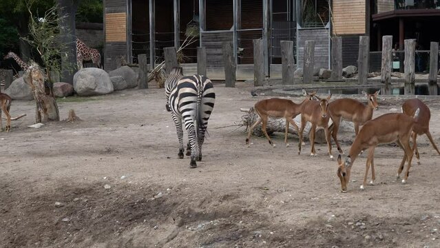 Zebra together with Impala and Giraffes inside zoo - Handheld static watching animals walking around together in front of camera